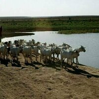 Somalia's exports are threatened by climate change and conflict: what 30 years of data tell us