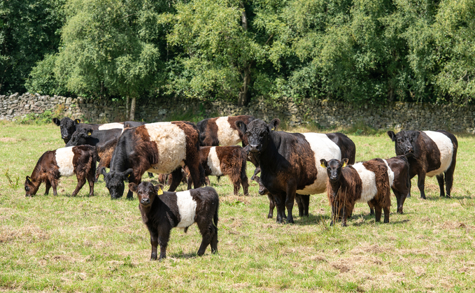 Collaboration is a winning strategy for two beef farms