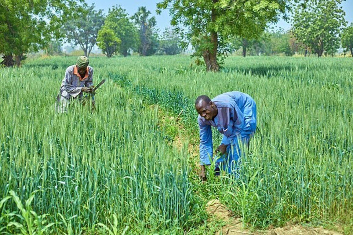 From fields to feeds: Farmers grow business online
