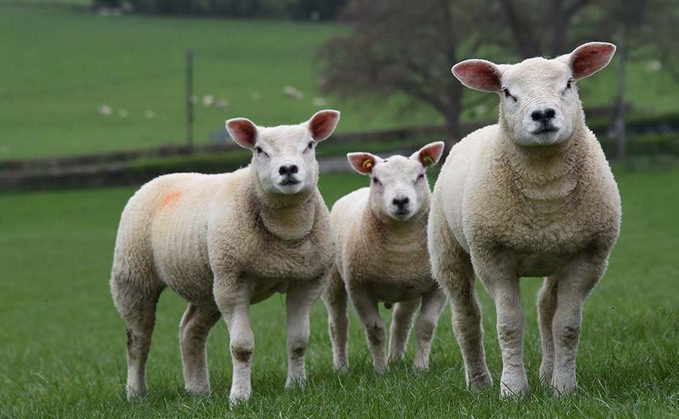 Wild campers on a Welsh sheep farm were surprised to find sheep on the site