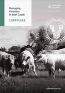 Managing parasites in Beef Cattle - Liver Fluke