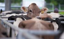 Dairy farmer involvement needed in Johne's disease research 