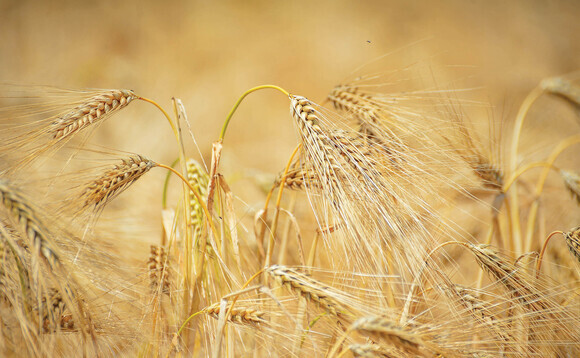 Feed demand remains stable but challenges in human and industrial use