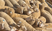 Lamb slaughter rates hit a record last year. 