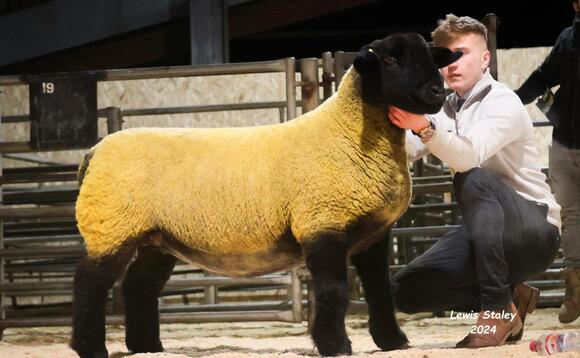 Suffolks top at 25,000gns at Carlisle