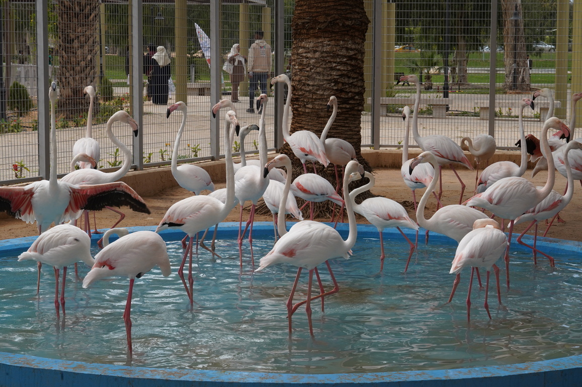 LIBYA-TRIPOLI-ZOO-REOPENING