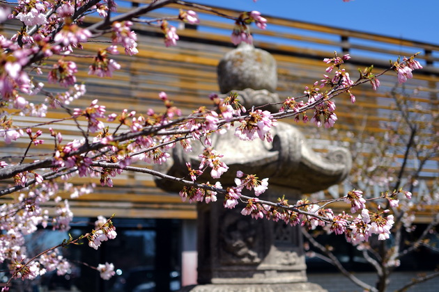 CANADA-TORONTO-CHERRY BLOSSOMS