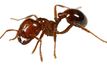 Fire ant plague blamed on LNG boom
