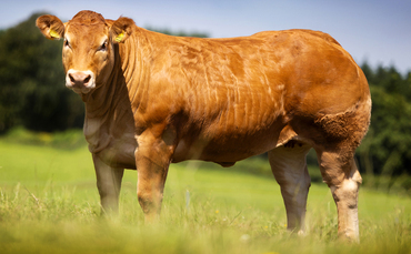Sales round up: Angelofthenorth leads Forefront sale, sheep dogs to £10,900 and NI Beef Shorthorn record