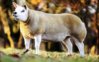 Select Seven Texels peak at 22,000gns at Lanark