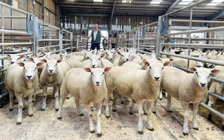 Auction mart sales round-up: Averages up at Skipton store lamb opener; Texels to £7,000 online; New record for Dorsets at Worcester; Cast cow trade up on the year