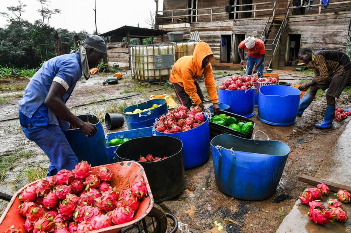 (Hello Africa) Farmer enriches local tables in "Africa in miniature" with Asian fruits