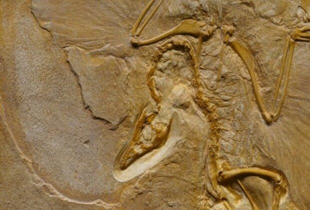 Giant extinct marine reptile graveyard was likely ancient birthing grounds