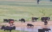 Setting the welfare standard in cattle production