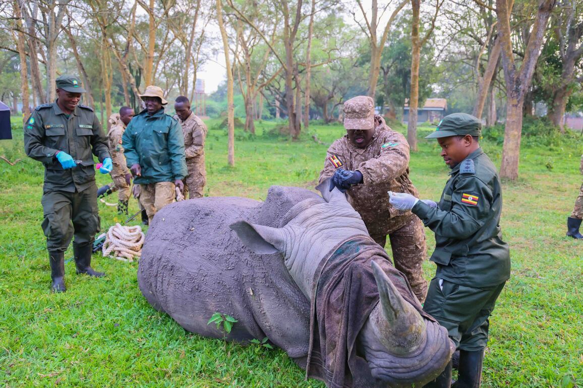 UGANDA-KIDEPO VALLEY NATIONAL PARK-RHINO-REINTRODUCTION