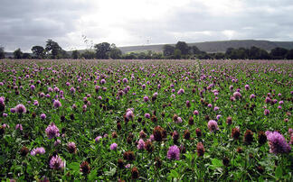 Upcoming Land Use Framework 'unlikely to be a silver bullet' to solve land crisis, says new report