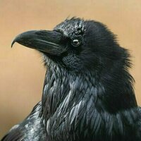 Mythical, slippery, shapeshifting: Grief is the Thing With Feathers transforms tragedy into literature