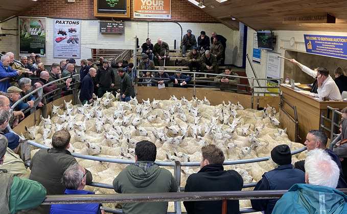 A round up of some of the latest sheep sales