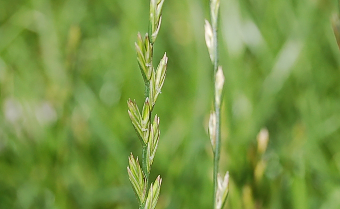 Resistance to glyphosate has been detected in a single field population of Italian ryegrass in Kent 