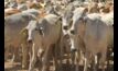  Live cattle trade suppliers in northern Australia have celebrated a win over the Commonwealth. Image courtesy LiveCorp.