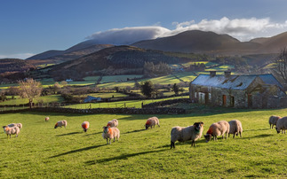 NI's Sustainable Agriculture Programme 'neglects' sheep farmers