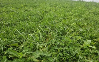 Top tips for managing herbal leys 