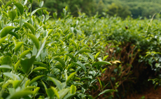 Climate-resilient tea: Lipton Teas and Infusions kicks off Kenya field trials