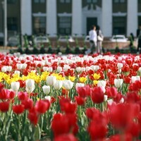 KYRGYZSTAN-BISHKEK-TULIPS