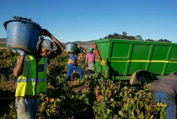 Minimum wage for South African farm workers: study shows 2013 hike helped reduce poverty even though compliance was poor