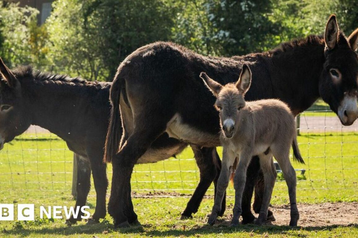 Donkey has two mums after 'one in a million' birth