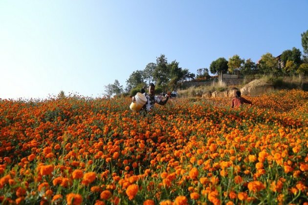 Florists in Kathmandu get busy plucking flowers as Tihar festival begins in Nepal