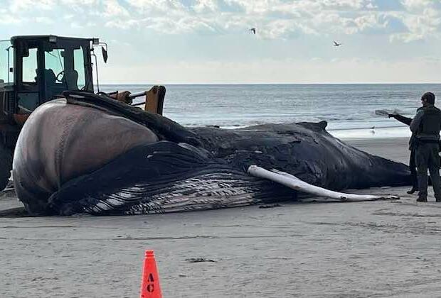 Protest groups raise concern as more whales wash up dead on Jersey Shore