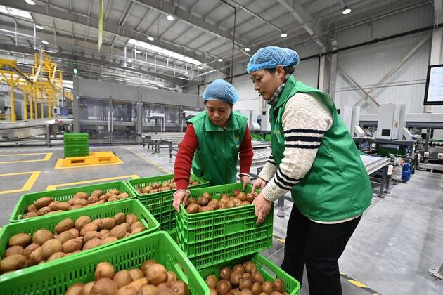 Smart agriculture propels China's kiwifruit industry upgrading