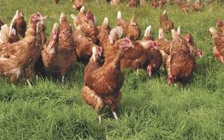 Scrupulous biosecurity is a must in wake of new bird flu cases