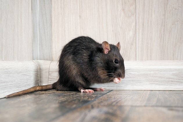 Curious Kids: where did rats first come from?