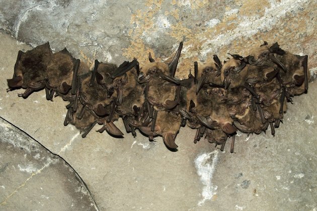 It&#039;s wrong to blame bats for the coronavirus epidemic