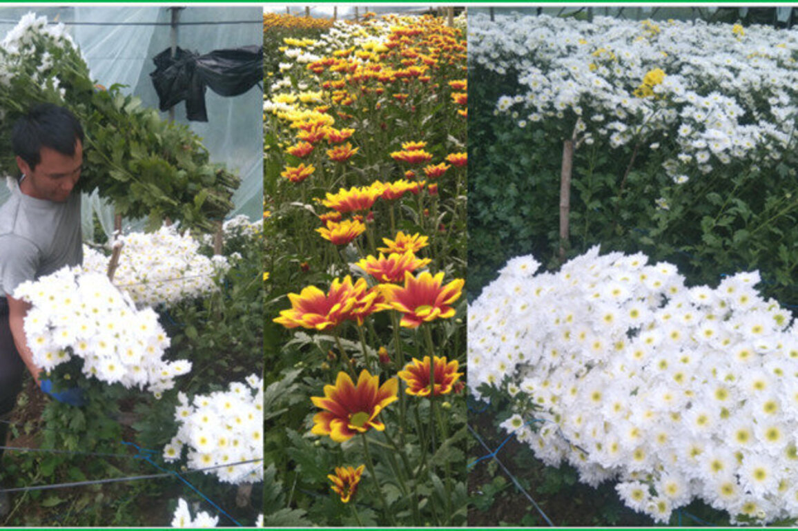 Blooms of Gratitude: Honoring the Flower Growers Behind Panagbenga Festival