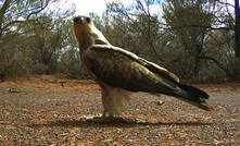 Butcherbird resident