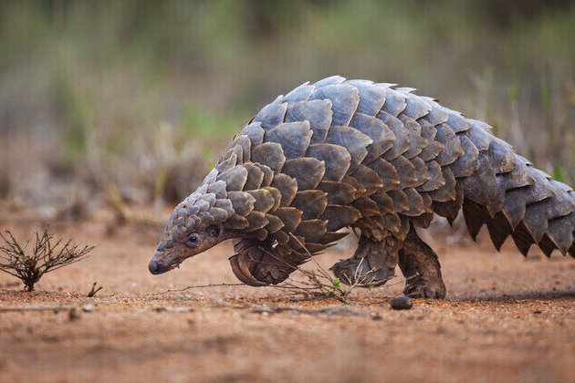 Four arrested in South Africa pangolin sale sting