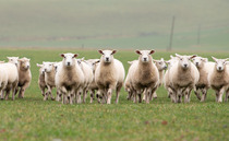 Have your say on the future of the Sheep Newsletter