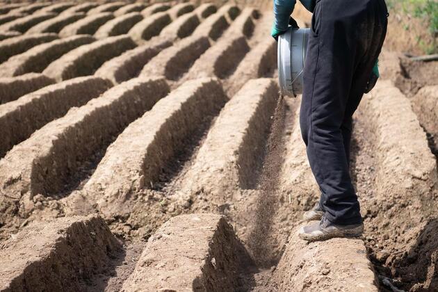 GLOBALink | Ginger farmers engage in busy spring farming activities around the Qingming Festival in E China's Anhui