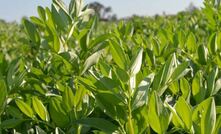 The GRDC has announced a renewed approach to its national Faba Bean Breeding Program. Photo courtesy GRDC.