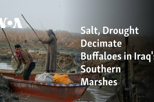 Salt, Drought Decimate Buffaloes in Iraq&#039;s Southern Marshes