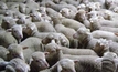 MECARDO: Lamb market analysis