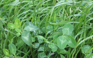 Red clover drives grassland productivity