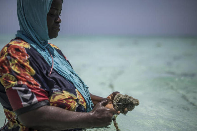 The Bright Side: Zanzibars women turn the tide with sponge farming