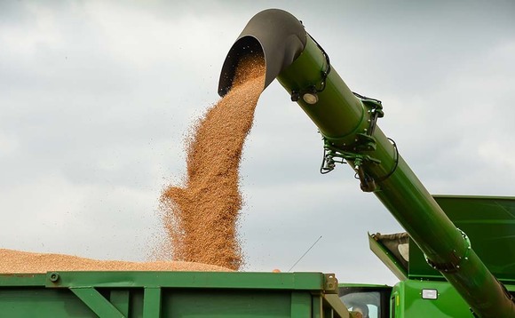 GB wheat production could reach 14.5 million tonnes