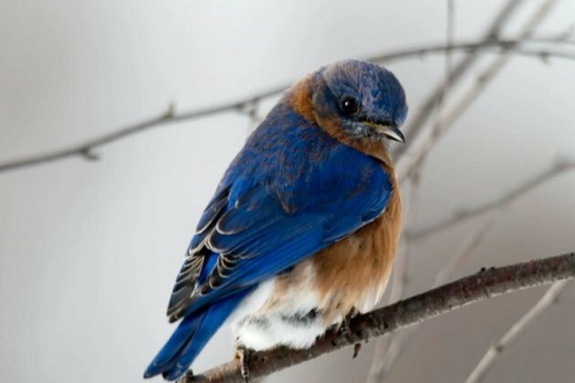 Warming climate is causing animals to 'shapeshift'