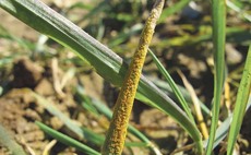 Beware 'false sense of security' over cereal disease