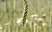 Salt-tolerant wheat increases yields